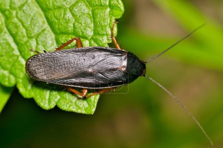 Smokybrown Cockroach (Periplaneta fuliginosa) insecto hoja naturaleza primavera plaga control agricultura.