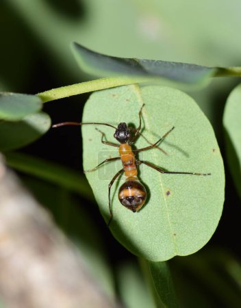 Texas bow-legged bug nymph (Hyalymenus tarsatus) insect nature Springtime pest control.