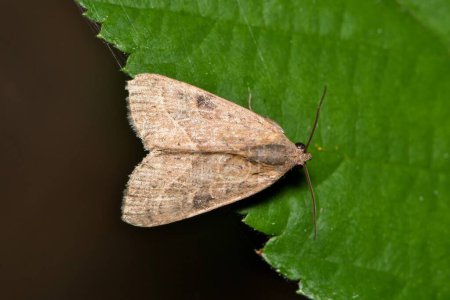 Wedgling Moth (Galgula partita) insect on leaf nature Springtime garden pest control agriculture.