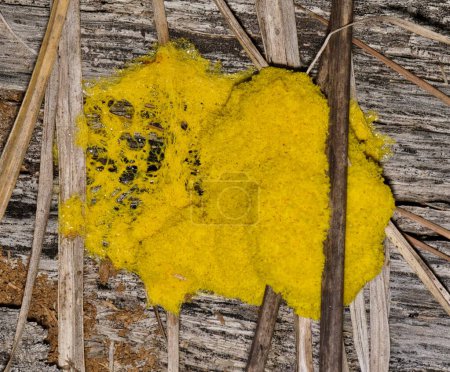 Slime mold (Fuligo septica) on rotting wood Myxogastria yellow mold.