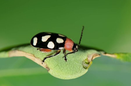 Eight-spotted flea beetle (Omophoita cyanipennis) insect on leaf nature pest control agriculture.