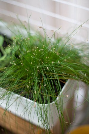 Foto de La hierba verde está creciendo en una maceta cuadrada - Imagen libre de derechos