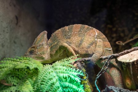 Foto de A veiled chameleon (Chamaeleo calyptratus) close up or cone-head chameleon and Yemen chameleon - Imagen libre de derechos
