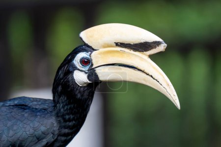 Oriental-Pied Hornbill  head and beak (Anthracoceros albirostris) or Sunda pied hornbill (convexus) or Malaysian pied hornbill close up in Singapore.