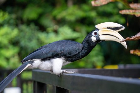 Oriental-Pied Hornbill (Anthracoceros albirostris) or Sunda pied hornbill (convexus) or Malaysian pied hornbill close up in Singapore.