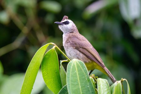 Yellow-vented bulbul (Pycnonotus goiavier), or eastern yellow-vented bulbul close up in Singapore forest