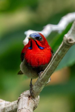 Crimson sunbird (Aethopyga nipalensis) stunning red male bird close up in Singapore.