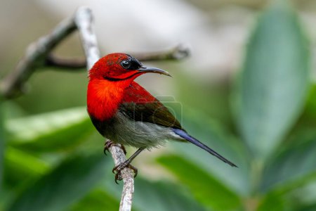 Crimson sunbird (Aethopyga nipalensis) stunning red male bird close up in Singapore.