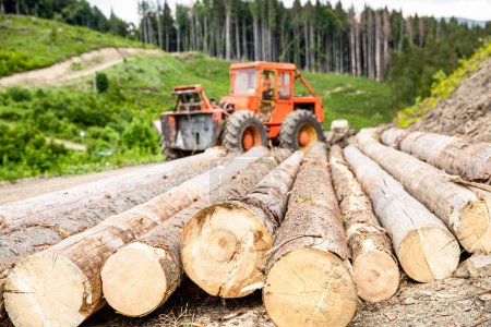 Forstwirtschaft. Holzfäller mit modernem Harvester, der in einem Wald arbeitet. Radlader, Holzgreifer. Baumfällung, Baumfällung, Abholzungsgebiet, Waldschutzkonzept.