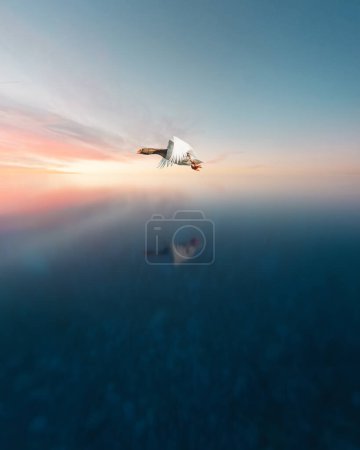 Photo for A beautiful goose flying above the water and its reflection. - Royalty Free Image