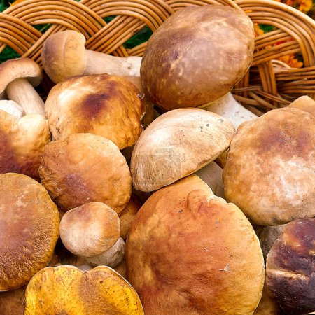 Photo for Full basket with mushrooms close-up. Mushrooms - Royalty Free Image