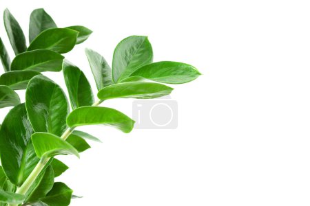 Téléchargez les photos : Green Zamioculcas zamiifolia plant with white background. houseplants - en image libre de droit