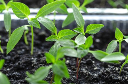Photo pour Les semis de poivre poussent dans le sol pour les semis et sont prêts à être plantés en serre. plantes - image libre de droit