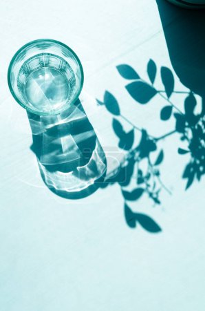 Sharp shadows on a white background. Shadows from an empty glass and leaves