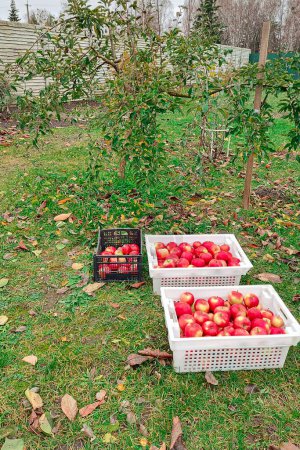 Photo for Autumn apple harvest. Boxes of red apples - Royalty Free Image