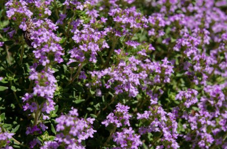 Photo for Herbs. Thyme flowers close-up agriculture - Royalty Free Image