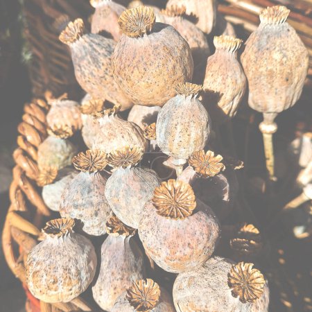 Bouquet de récolte de pavot se tient dans un panier en osier