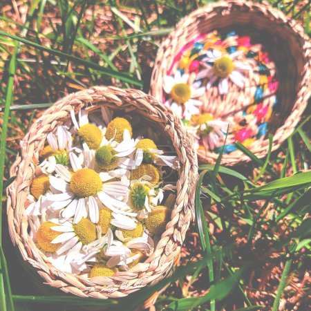Organic white hamomile flowers in the basket on the ground. hamomile flowers is the ingredient for making hamomile herbal tea popular in traditional.