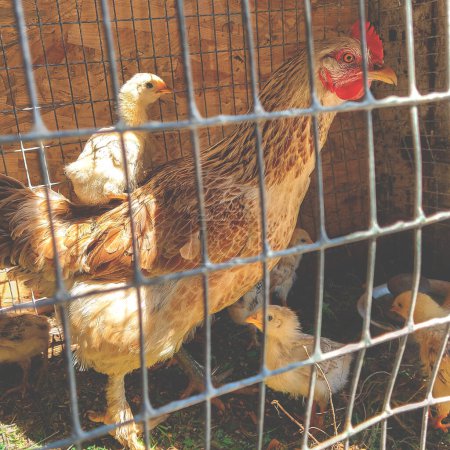 Braune Hühner mit kleinen Hühnern. Huhn auf dem Rücken eines Huhns