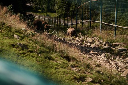 Gran oso pardo en hábitat natural.Centro de rehabilitación para osos en peligro de extinción en las montañas de Ucrania. Ayudar a las víctimas de la violencia humana. Protección de los animales salvajes. Animales peligrosos en reserva.