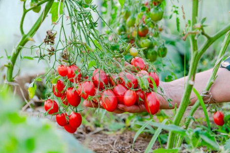 Großaufnahme von Bauernhänden, die rote Tomaten im Gewächshaus ernten. Gärtner pflückt reife Tomaten.