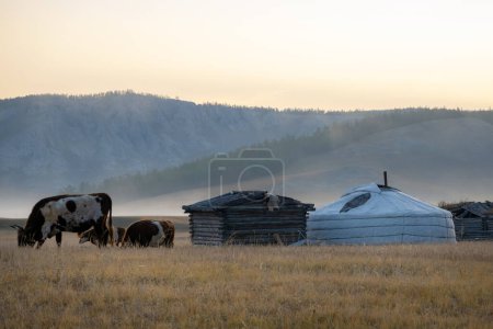 Photo for Cows eating grass in a field by the nomadic Mongolian yurt on a foggy morning. Animals grassing in rural Mongolian village. - Royalty Free Image