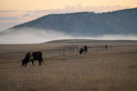 Photo for Cows and bulls eating grass in a field with mountains in background on a foggy morning. Animals grassing in Mongolian wilderness. - Royalty Free Image