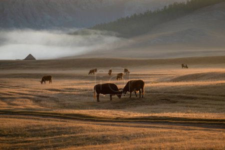 Photo for Cows and bulls eating grass in a field with mountains in background on a foggy morning. Animals grassing in Mongolian wilderness. - Royalty Free Image