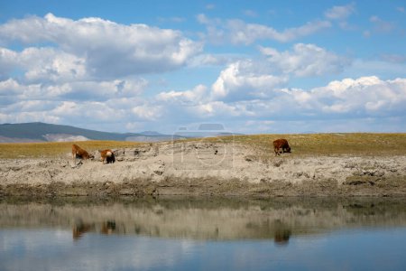 Photo for Baby cow on a river bank eating grass with mountains in background on a sunny day. Young bull grassing in mongolian wilderness. - Royalty Free Image