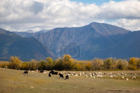 Photo for Flock of sheep eating grass in field in a rural Mongolia with a mountains in a background on a sunny day. - Royalty Free Image