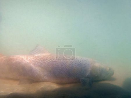Photo for Hucho taimen in the river, laying on the river bottom. Freshwater fish resting in the water. - Royalty Free Image