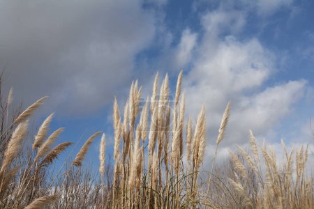 Foto de Hierba pampass que sopla en la brisa, cielo nublado - Imagen libre de derechos