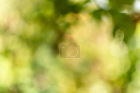 Photo for Green blurred background banner from leaves and sun light. Backdrop - Royalty Free Image