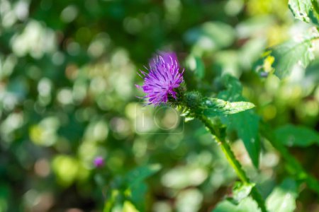 Foto de Thistle blooming, purple flower on a green blurred background of greenery with bokeh. - Imagen libre de derechos