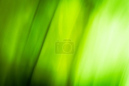 Foto de Abstraction of light through spring grass leaves, green blurred background banner, waves and gradient. Backdrop - Imagen libre de derechos