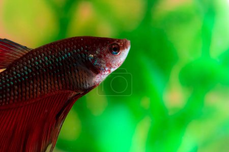 Téléchargez les photos : Poisson d'aquarium de coq rouge. Le poisson pose sur un fond vert et orange flou. Le corps du poisson est allongé et les nageoires sont étalées. Les écailles du poisson scintillent et réfléchissent la lumière. - en image libre de droit