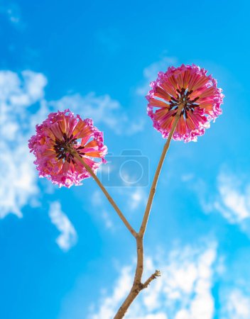 Photo for Beautiful blooming Tabebuia Rosea or Tabebuia Chrysantha Nichols under blue sky vertical composition - Royalty Free Image