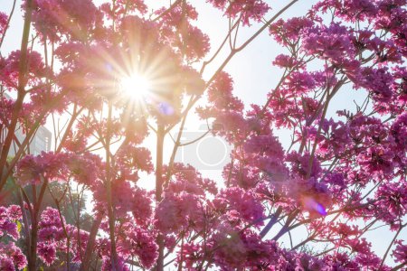 beautiful blooming Tabebuia Rosea or Tabebuia Chrysantha Nichols with sun flares horizontal composition
