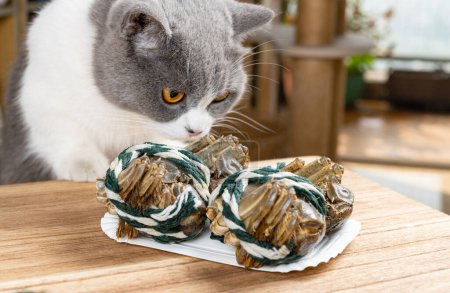 Photo for A cat looking and smelling wrapped alive crabs - Royalty Free Image