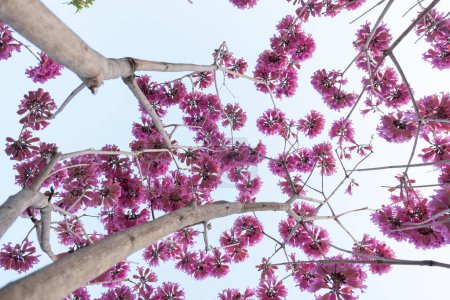 Niedrige Blickwinkel schöne blühende Tabebuia Rosea oder Tabebuia Chrysantha Nichols unter blauem Himmel horizontale Zusammensetzung