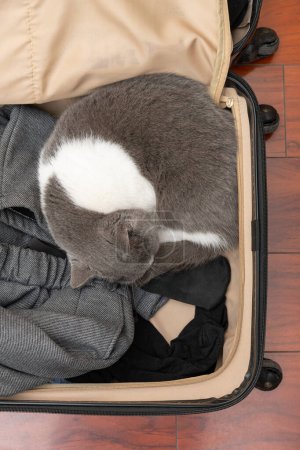 vista superior de un lindo gato durmiendo en un equipaje en composición vertical