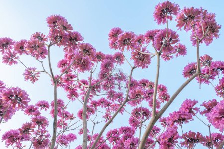 beautiful blooming Tabebuia Rosea or Tabebuia Chrysantha Nichols under blue sky horizontal composition