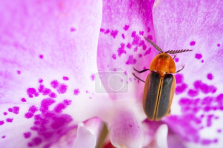 une luciole sur orchidée lilas à composition horizontale