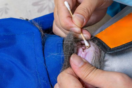 veterinary cleaning cats ear with cotton swab