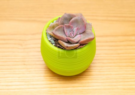 angle view pot of green succulent plant