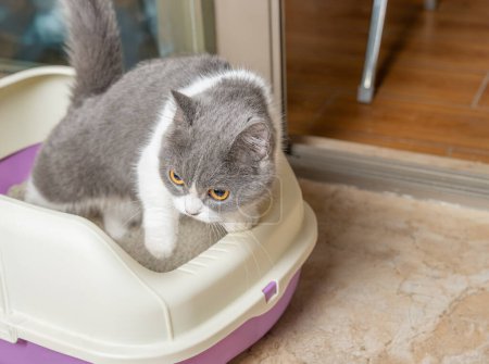 a cat peeing on a litter container