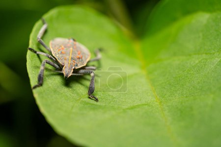 a stink bug on a green leaf close up