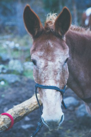 Photo for Horse at a corral, looking into the camera. Full horse face shown - Royalty Free Image
