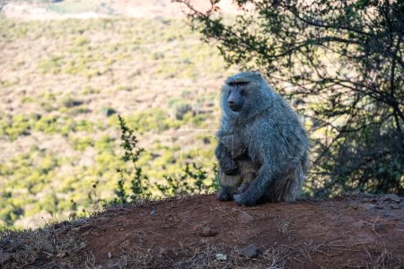 Téléchargez les photos : Babouin mère avec bébé assis dans la nature, au Kenya Afrique - en image libre de droit