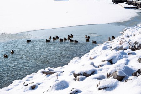 Photo for Ducks swimming in an open water area of a frozen and icy Lake Michigan. Taken at Deland Park in Sheboygan Wisconsin - Royalty Free Image